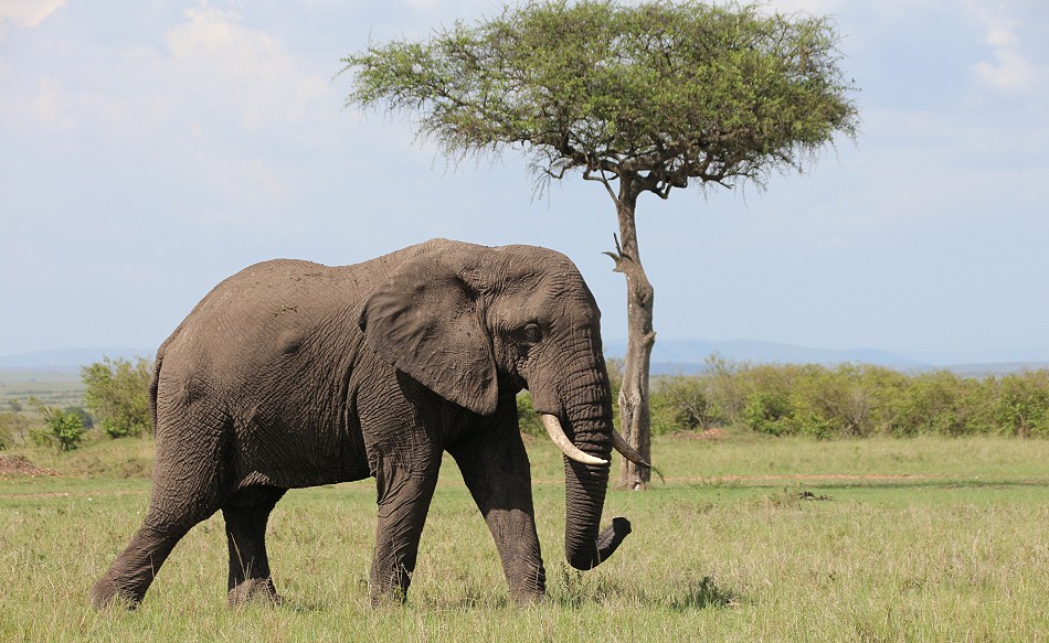 Elefanten Bulle in der Masai Mara