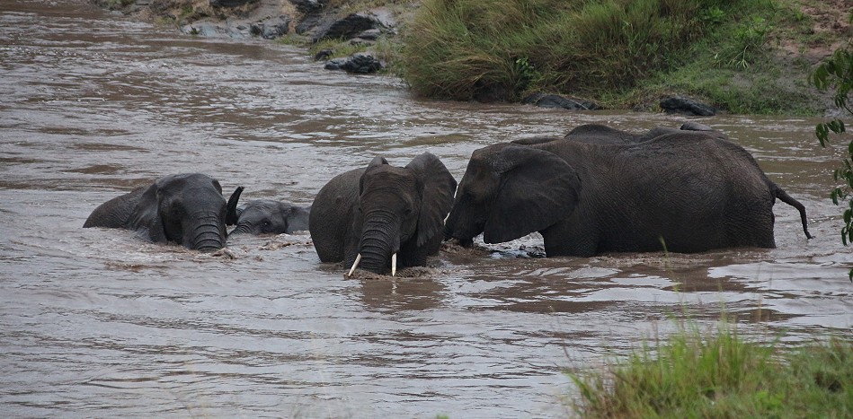 Elefanten im Talek River, Masai Mara