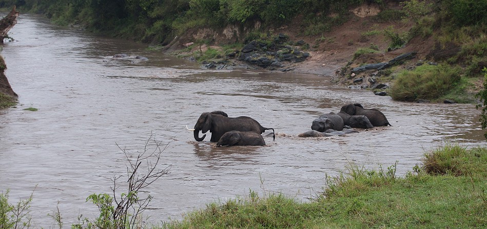Elefanten im Talek River, Masai Mara
