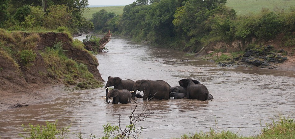 Elefanten im Talek River, Masai Mara