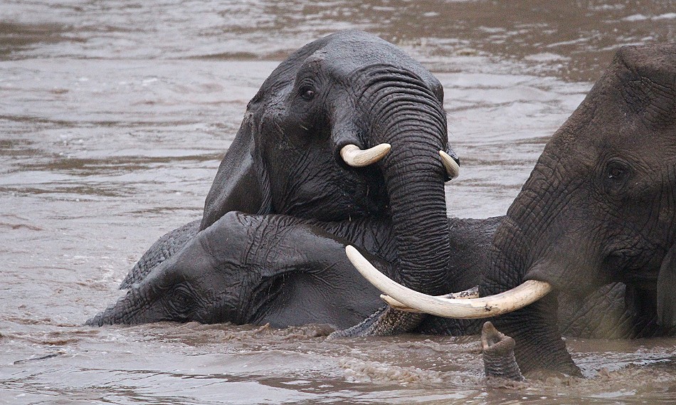 Elefanten im Talek River, Masai Mara