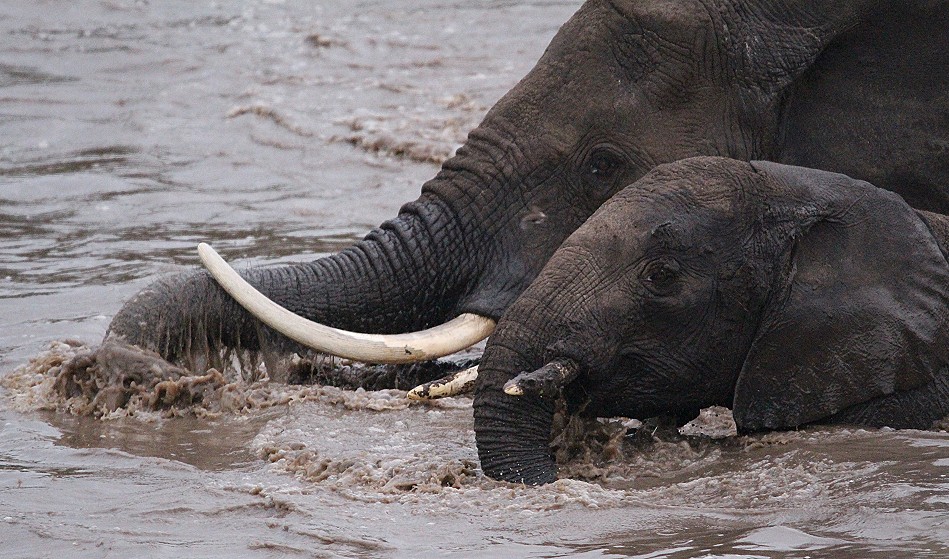 Elefanten im Talek River, Masai Mara