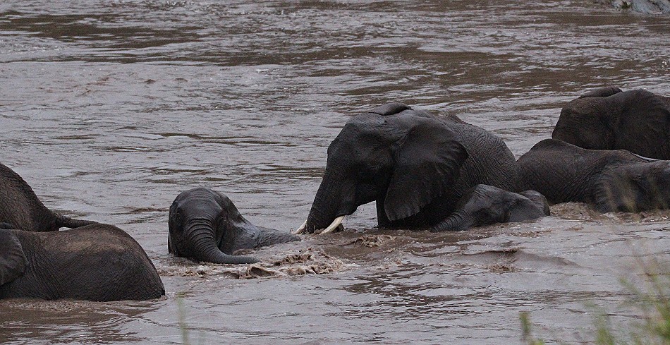 Elefanten im Talek River, Masai Mara