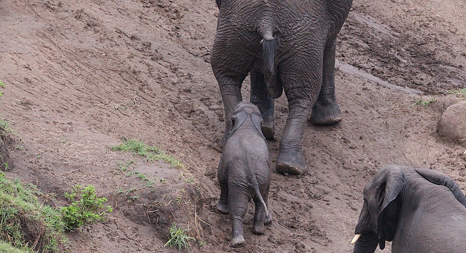 Elefanten im Talek River, Masai Mara