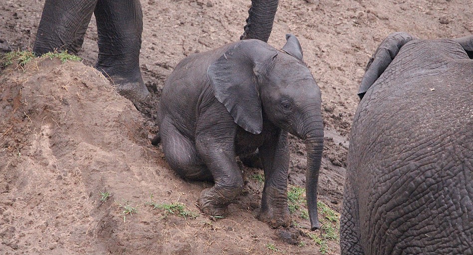 Elefanten im Talek River, Masai Mara