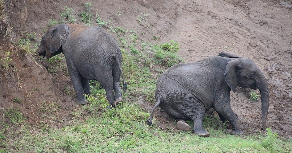 Elefanten im Talek River, Masai Mara