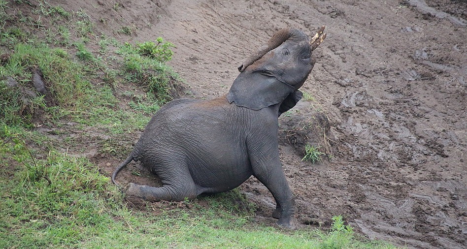 Elefanten im Talek River, Masai Mara