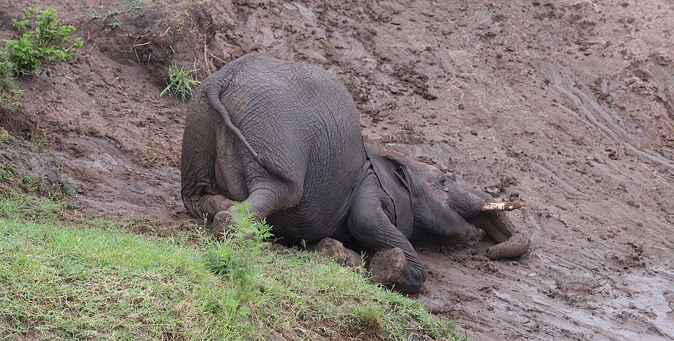 Elefanten im Talek River, Masai Mara