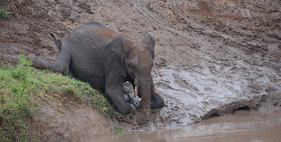 Elefanten im Talek River, Masai Mara