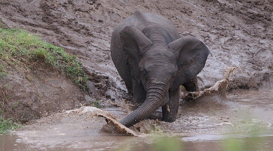 Elefanten im Talek River, Masai Mara