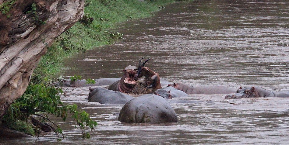 Flusspferde jagen und töten Topi im Talek Fluss