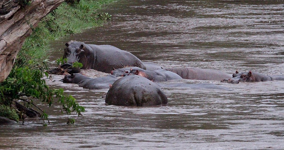 Flusspferde jagen und töten Topi im Talek Fluss