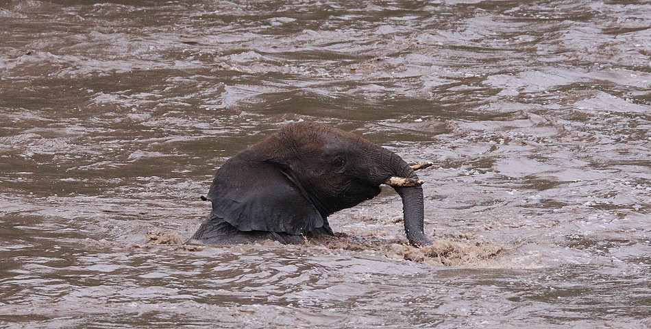 junger Elefant gerät in Not im Talek Fluss