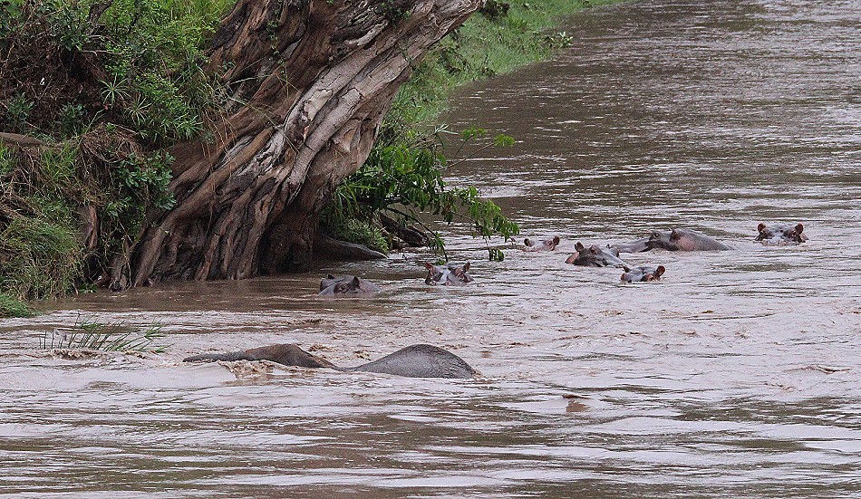 junger Elefant gerät in Not im Talek Fluss