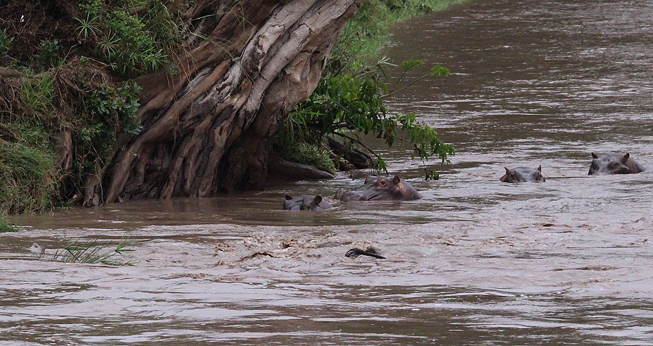 junger Elefant gerät in Not im Talek Fluss