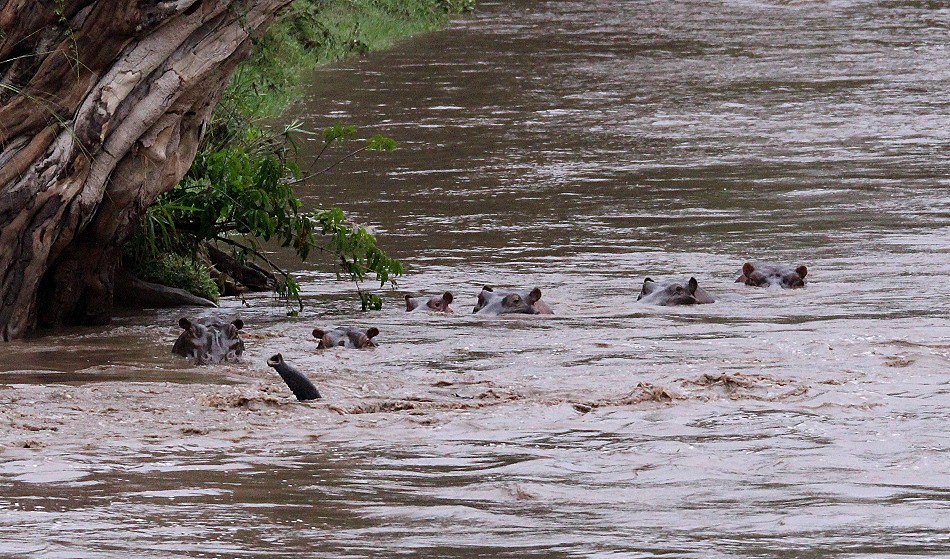 junger Elefant gerät in Not im Talek Fluss