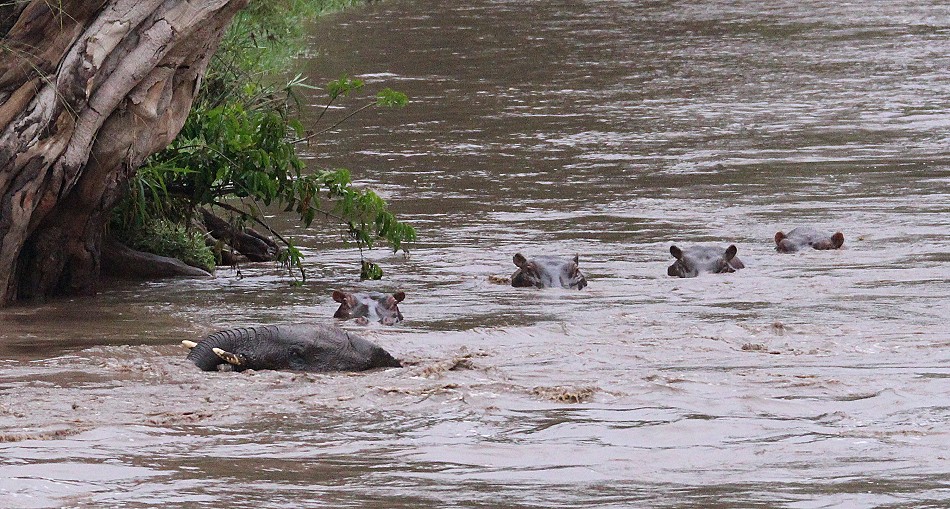 Flusspferd rettet jungen Elefanten aus der Strömung des Talek Rivers