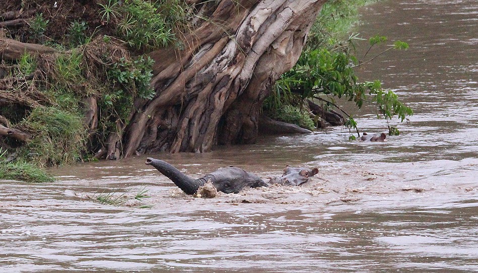 Flusspferd rettet jungen Elefanten aus der Strömung des Talek Rivers