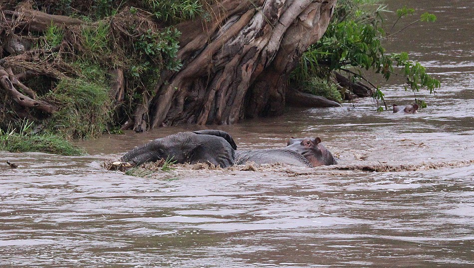 Flusspferd rettet jungen Elefanten aus der Strömung des Talek Rivers
