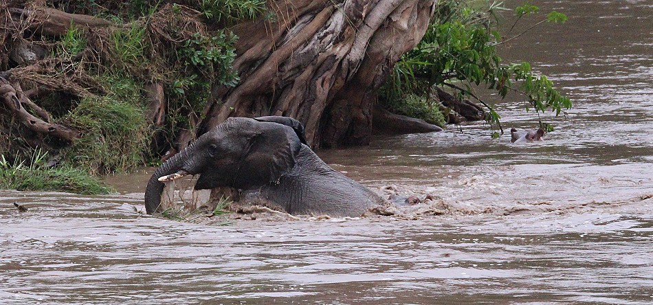 Flusspferd rettet jungen Elefanten aus der Strömung des Talek Rivers