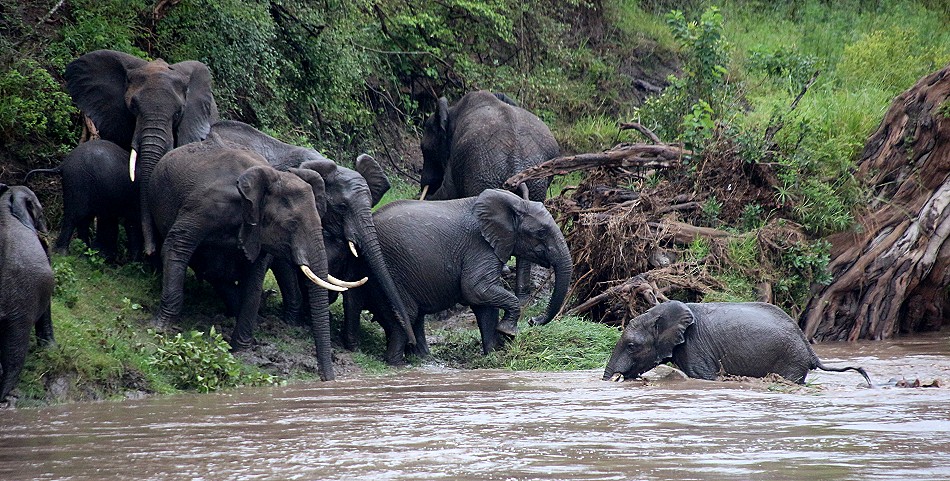 Flusspferd rettet jungen Elefanten aus der Strömung des Talek Rivers