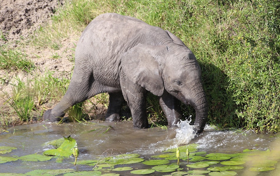 Elefanten in der Masai Mara