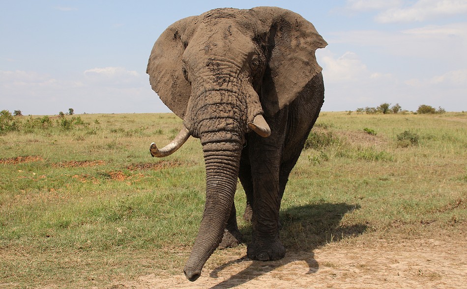 Elefanten Encounter in der Masai Mara