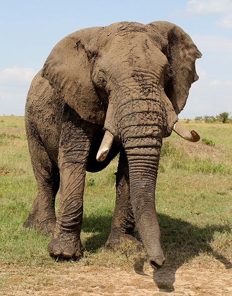 Elefanten Encounter in der Masai Mara