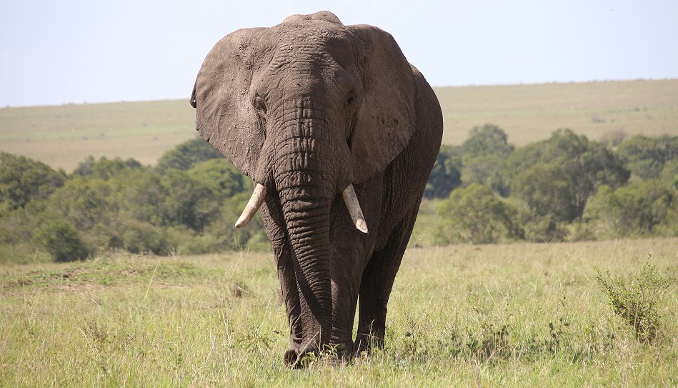 Elefanten Bulle in der Masai Mara