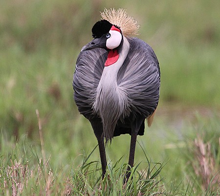 Kronenkranich in der Masai Mara