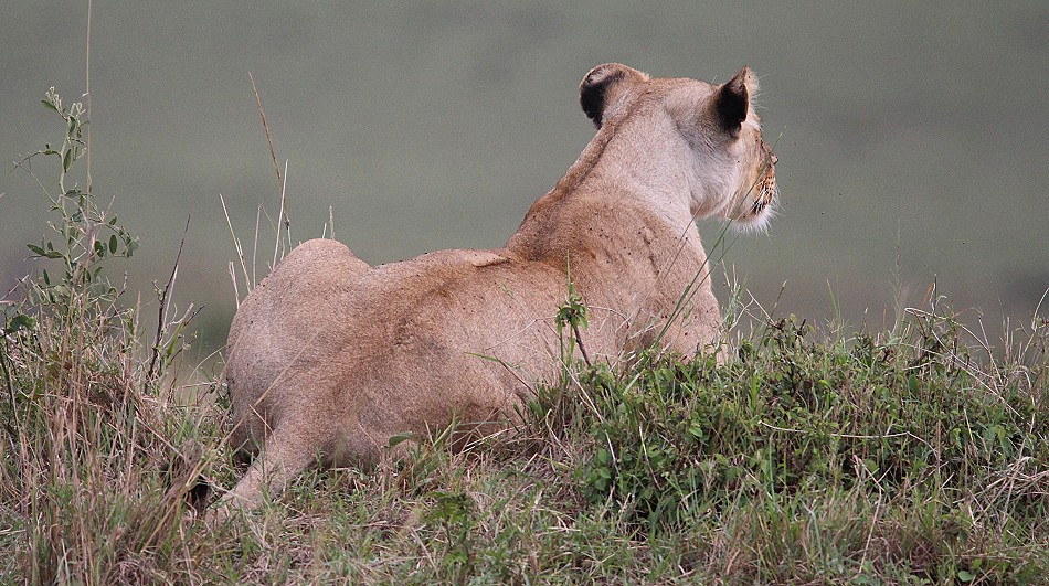 hungrige Löwen in der Masai Mara