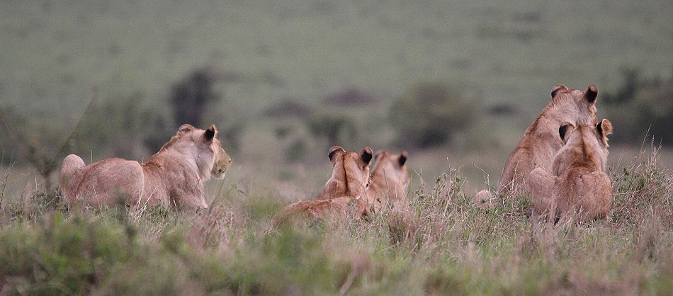 jagende Löwen in der Masai Mara
