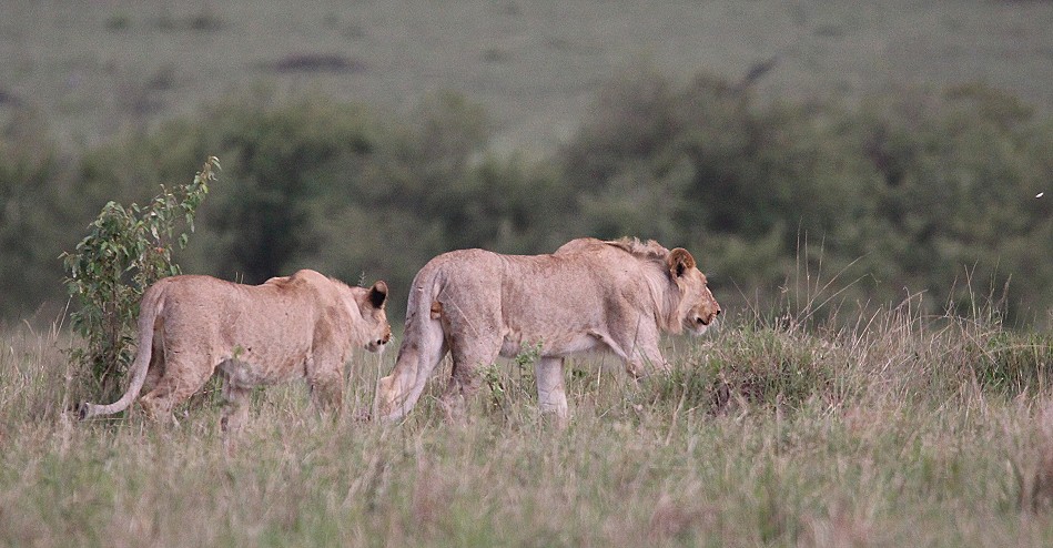 jagende Löwen in der Masai Mara