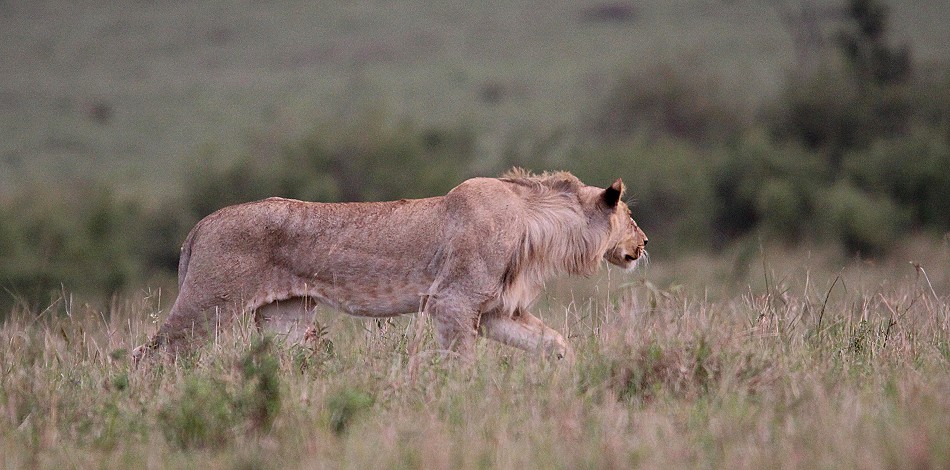 jagende Löwen in der Masai Mara