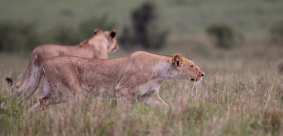 jagende Löwen in der Masai Mara