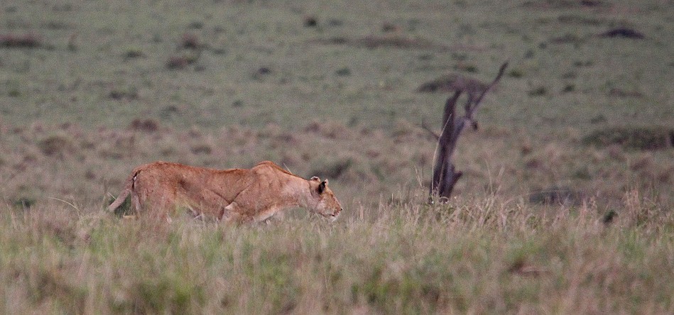 jagende Löwen in der Masai Mara