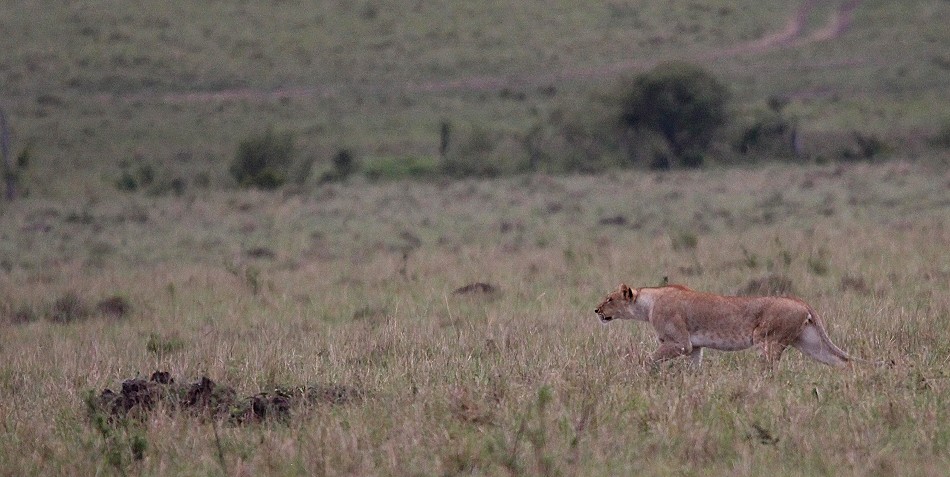 jagende Löwen in der Masai Mara