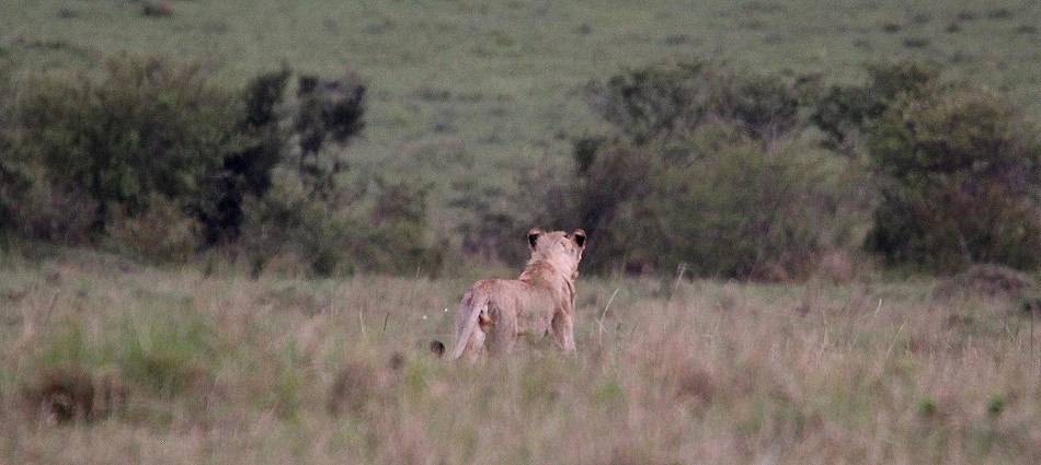 jagende Löwen in der Masai Mara