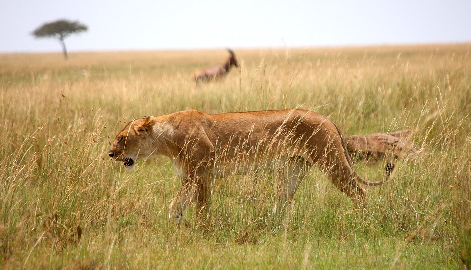Löwen bei der Paarung