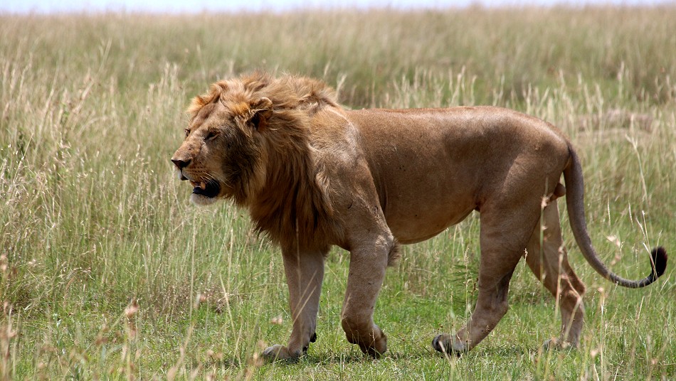Löwen bei der Paarung