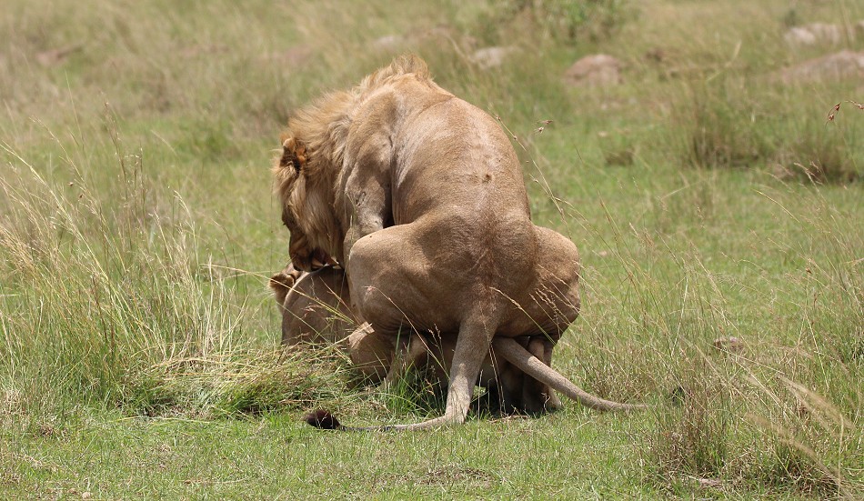 Löwen bei der Paarung