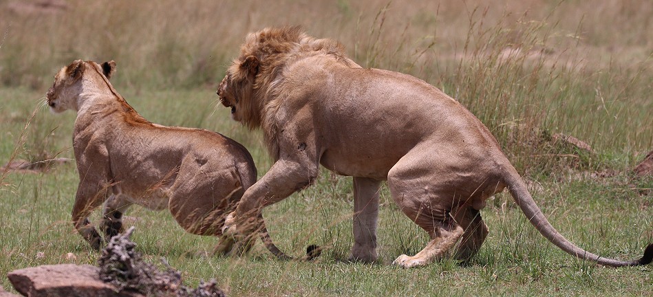 Löwen bei der Paarung