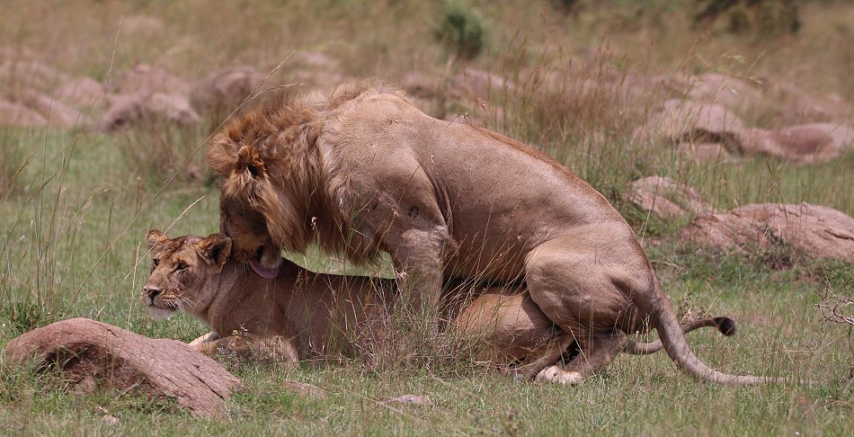 Löwen bei der Paarung