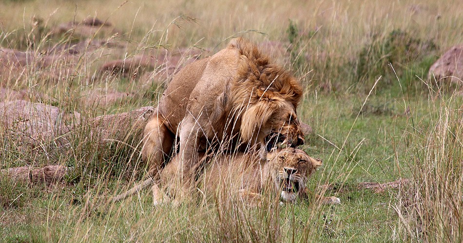 Löwen bei der Paarung