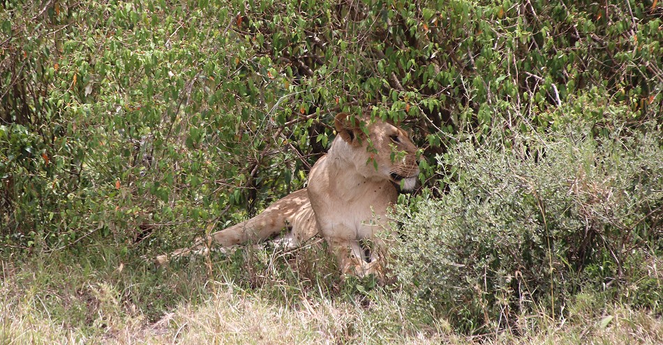 Löwen, Rongai Rudel