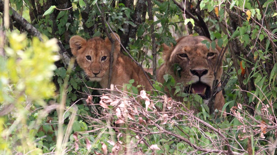 Löwen, Rongai Rudel