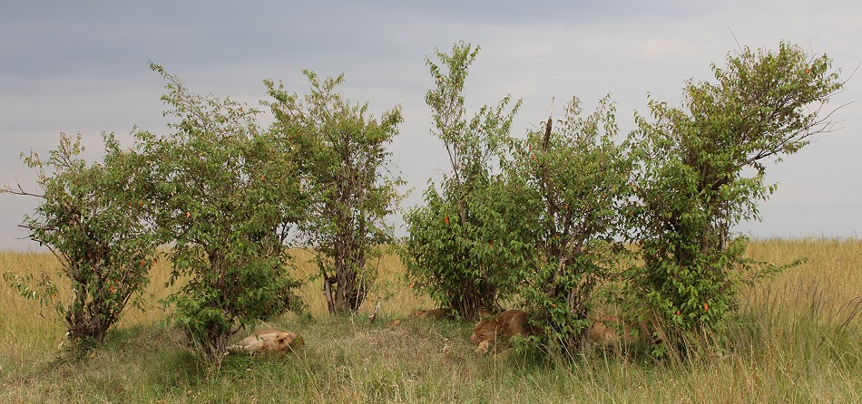 Löwen Rongai Rudel