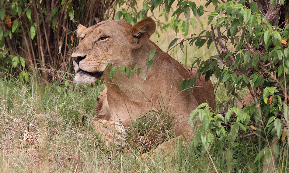 Löwen Rongai Rudel