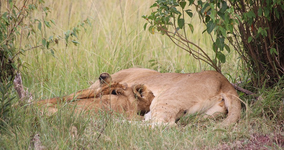 Löwen Rongai Rudel