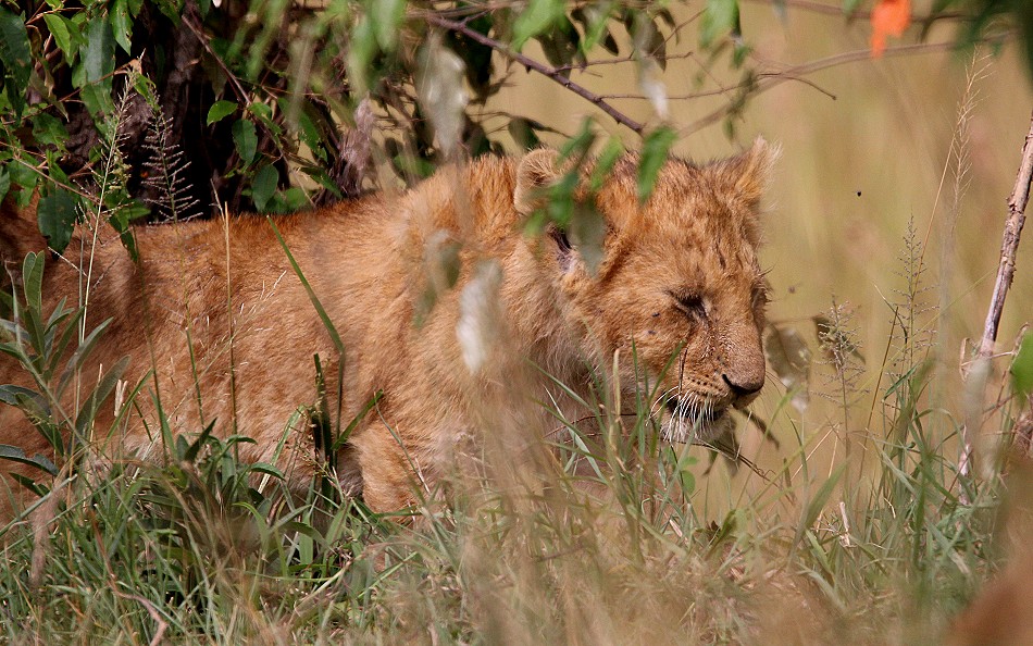 Löwen Rongai Rudel